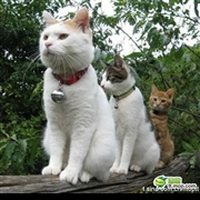 创业者公社河南