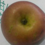 优果仓 LOGO